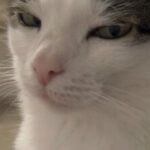 vorosbence profilképe